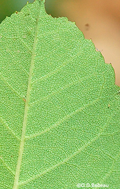 leaf underside