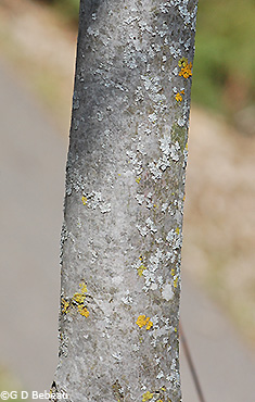 older bark