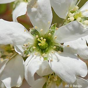 Flower close-up