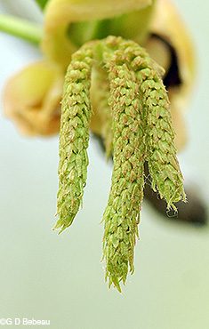 Male flowers