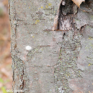 bark detail
