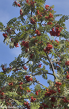 fruit