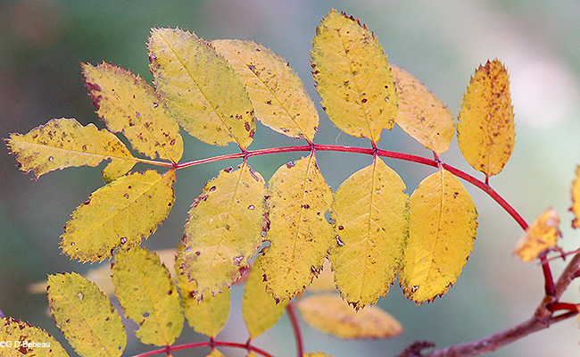 fall leaf color