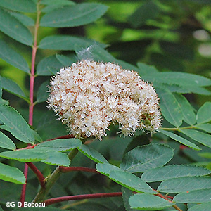 Flower cluster