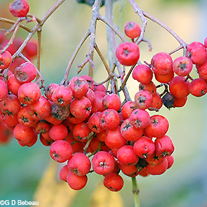 red fruit