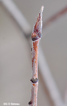 twig