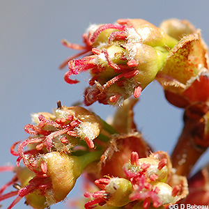Silver Maple female flowers