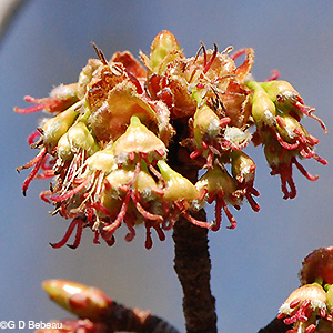 Silver Maple female Flowers