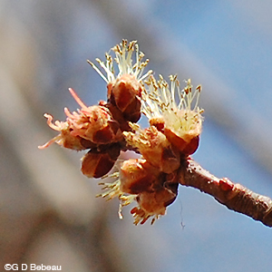 Silver Maple Flower Cluster