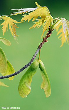 Silver Maple samara