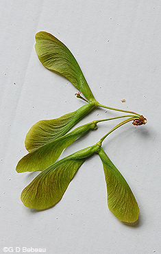 Silver Maple samaras