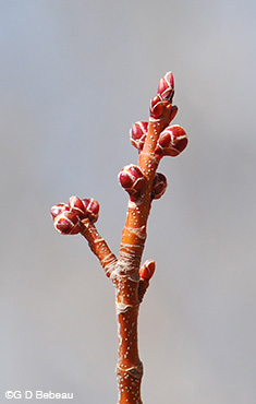 Silver Maple Twig