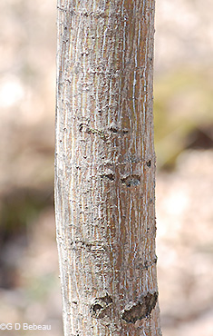 bark on older stem