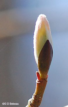 new leaf emerging