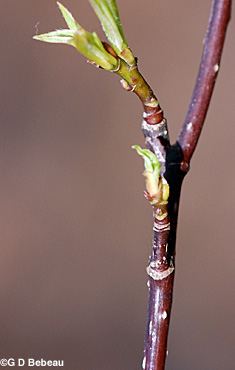 Striped Maple twig