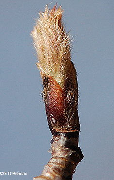 leaf bud