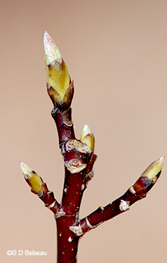 striped maple twig