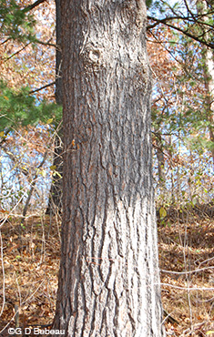 White Pine old bark