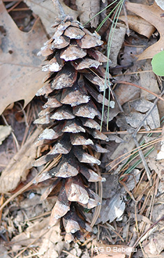 White Pine Old Cone