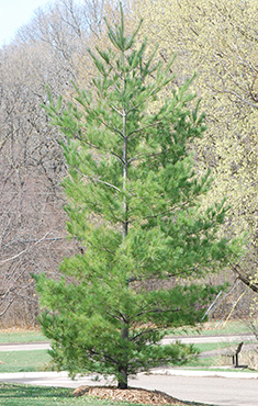 White Pine young tree