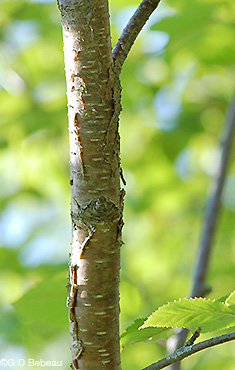 Yellow Birch Bark