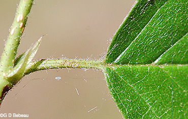 Leaf stipule