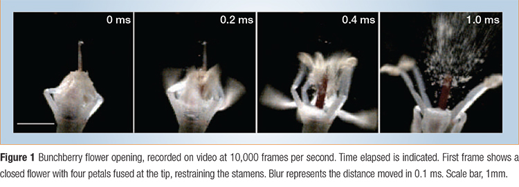 bunchberry pollen video frames