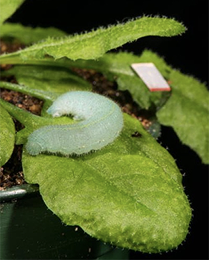 caterpillar chewing on a leaf