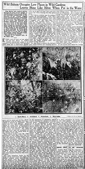 newspaper article copy