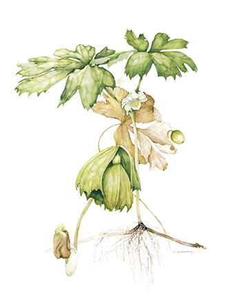 mayapple drawing