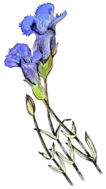 Gentian logo