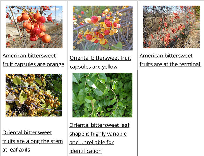 identification Chart