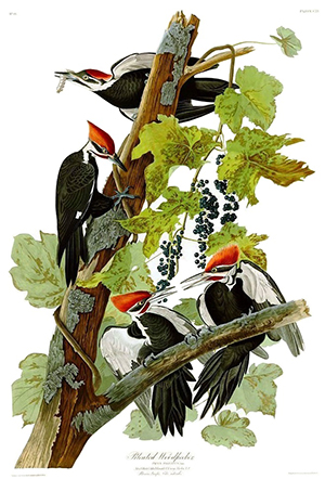 Audubon plate