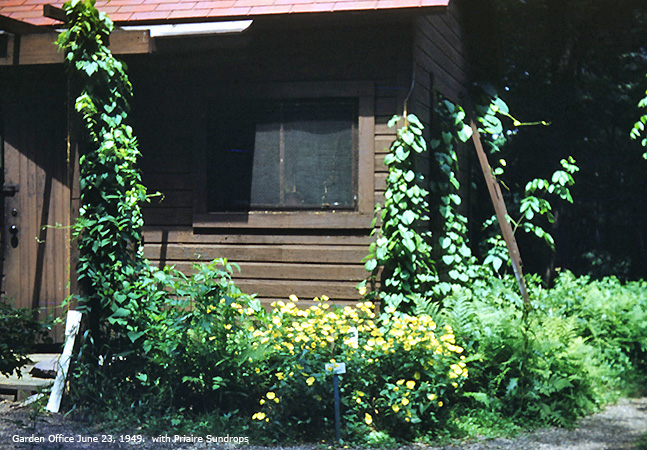 Garden Office with Sundrops