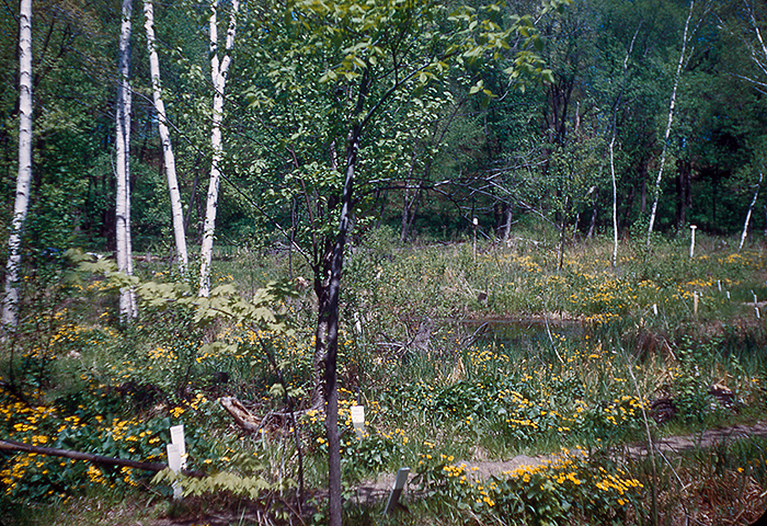 Marsh in 1950
