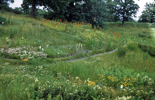 Upland Garden 1950