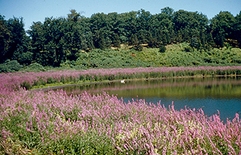 Purple Loosestrife