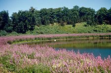 Birch Pond