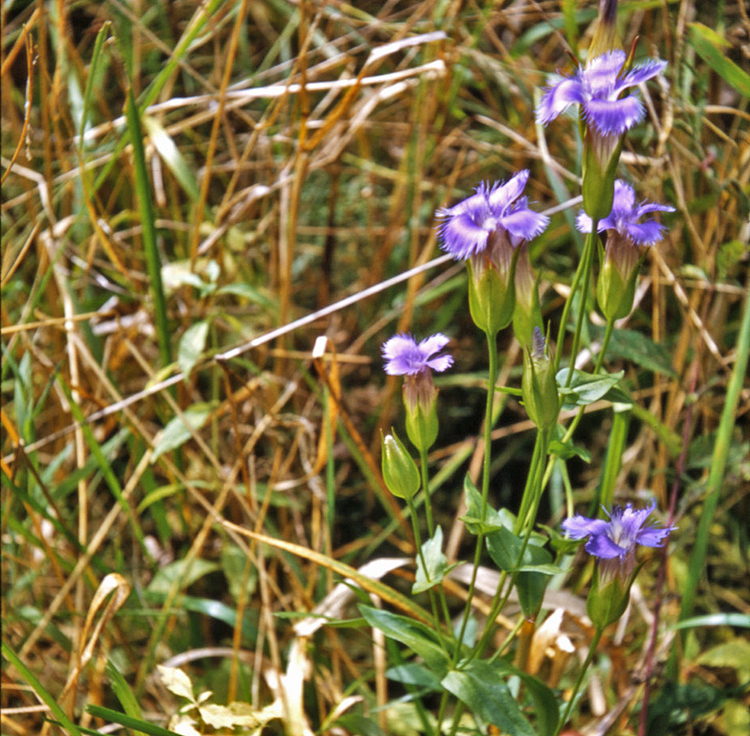 Fringed Gentians