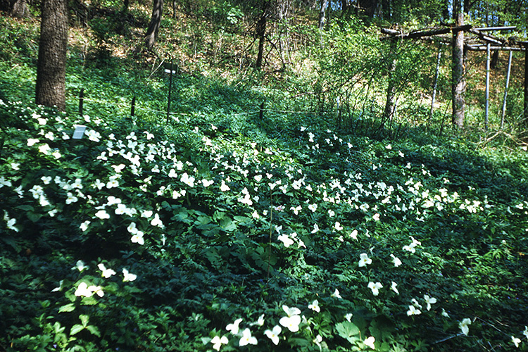 large flowered trillium bed in 1949