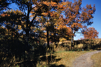 Upland Garden in October
