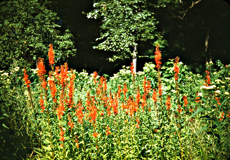 1948 wetland scene