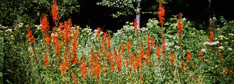 Cardinal Flowers