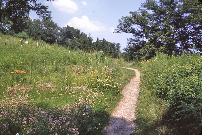upland garden in 1953