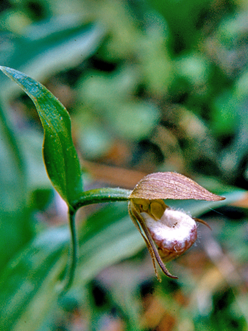Rams head Lady's-slipper