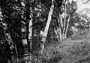 Birches in 1926