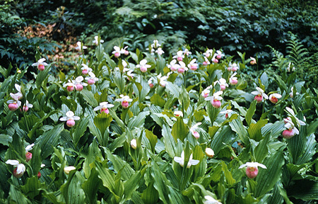 Historic Showy Lady's-slipper photo