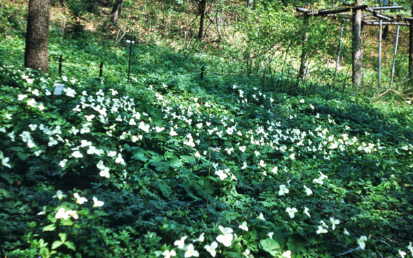Historical photo of a Group of Trillium