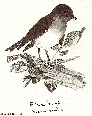 Bluebird