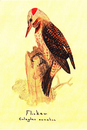 Flicker